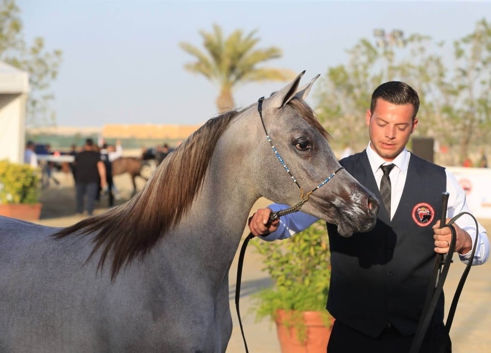 ناصر بن حمد يرحب بملاك "خيل الجمال" للمشاركة في بطولة سموه