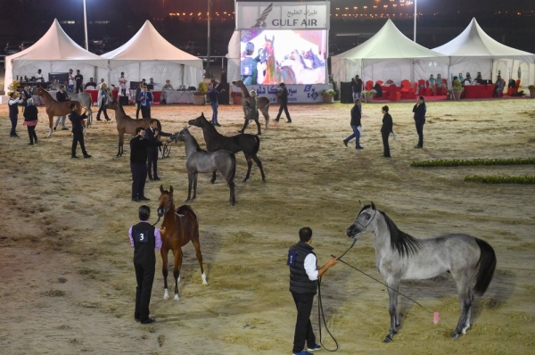 ناصر بن حمد: مكاسب عديدة وراء البطولة الدولية لجمال الخيل العربية