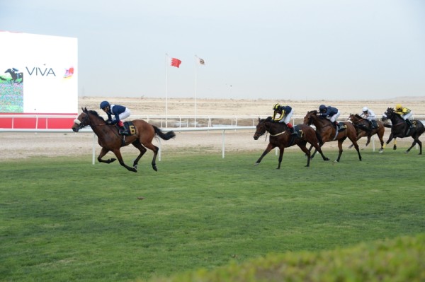 كؤوس VIVA تشعل منافسات الجياد وصراع قوي على "الذهبي"