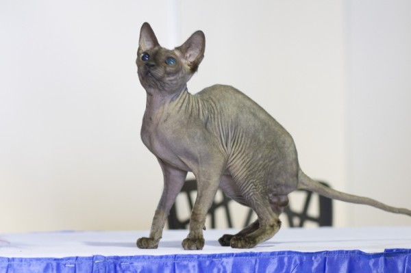 "البحرين للقطط" يعرض سلالات نادرة تبلغ ألف دينار