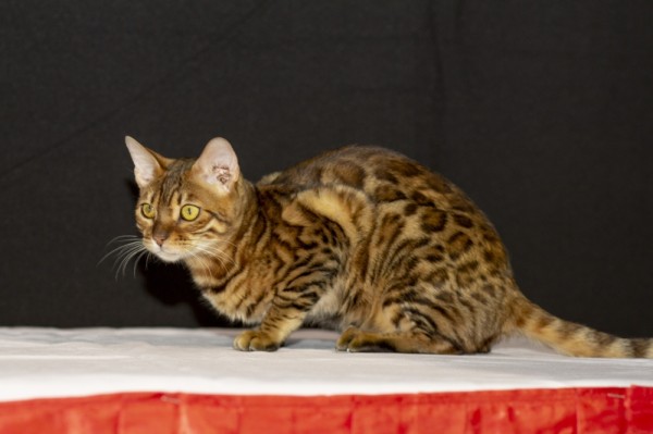 "البحرين للقطط" يعرض سلالات نادرة تبلغ ألف دينار