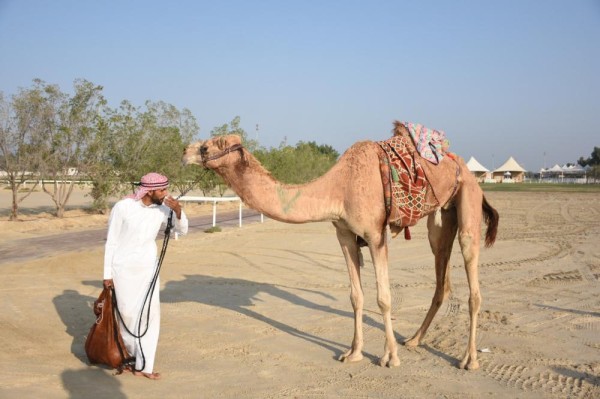 القعود: لجنة رياضات الموروث الشعبي نظمت 21 بطولة منذ تأسيسها