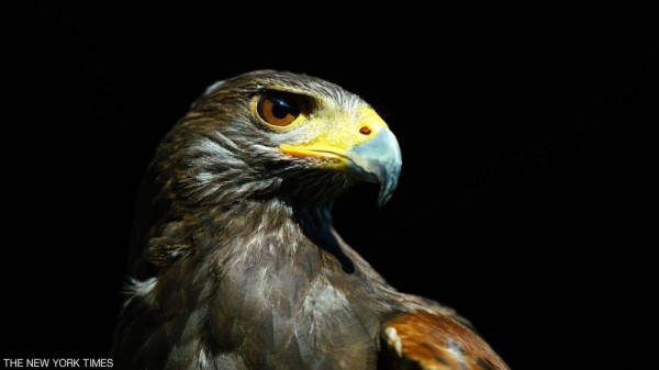 "روفوس".. مهمة خاصة جداً لصقر ويمبلدون