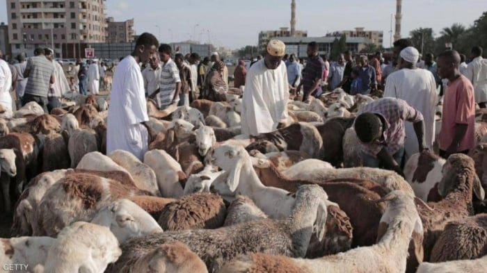 غضب في الشارع السوداني بسبب "خراف الأضاحي"