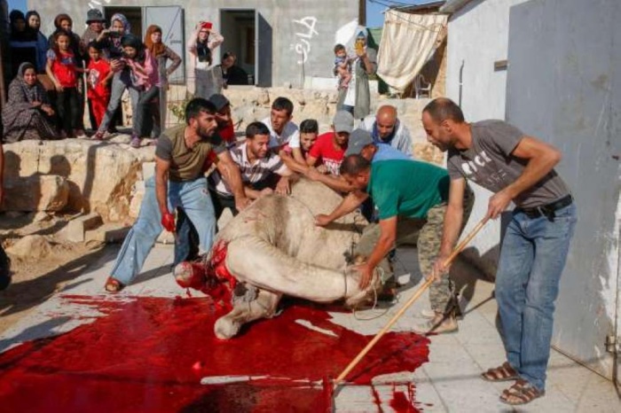 1.7 مليار مسلم يحتفلون بعيد الأضحى المبارك حول العالم