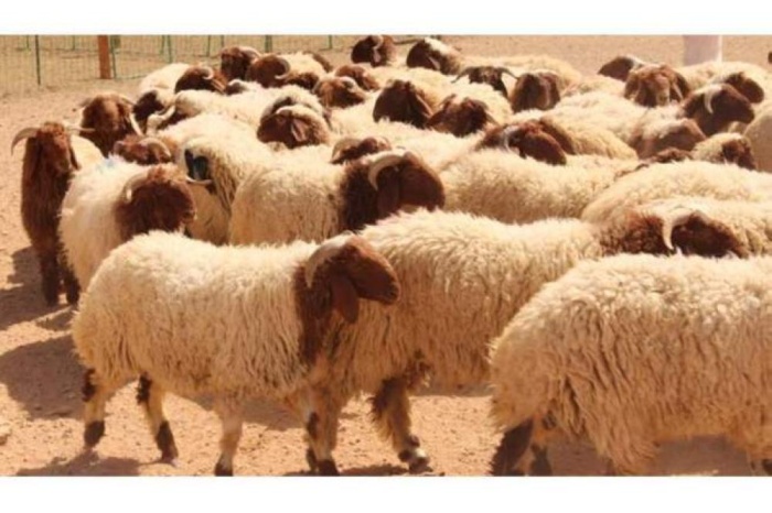 ارتفاع الأسعار وضعف الإقبال على الأضاحي في العيد بالعراق