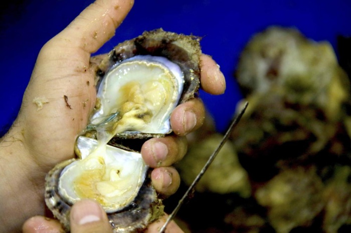 استئناف موسم ناصر بن حمد للموروث البحري الثلاثاء