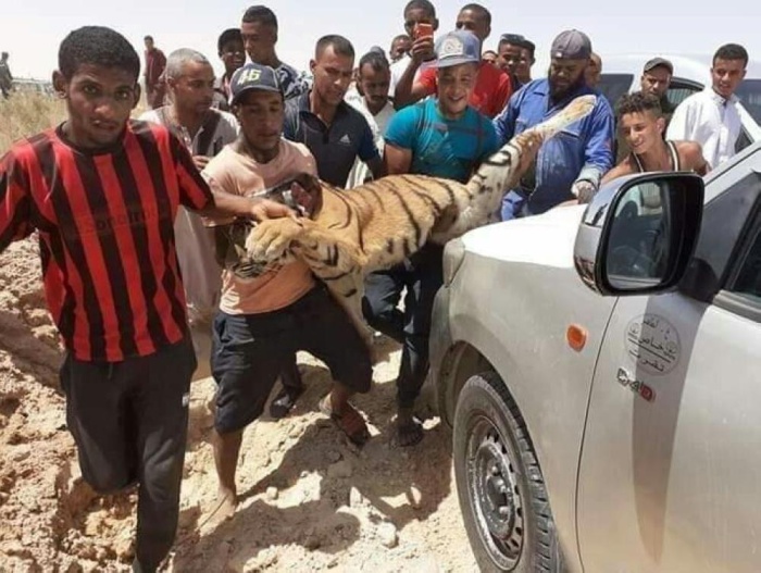 القضاء على نمر نادر فر من حديقة حيوان يثير غضب الجزائريين