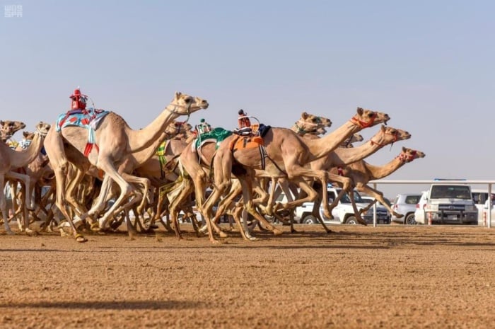 من منافسات مهرجان ولي العهد السعودي للهجن "واس"