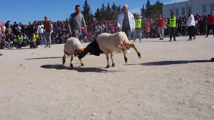 "نزال الأكباش".. رياضة تحظى بشغف شعبي في تونس