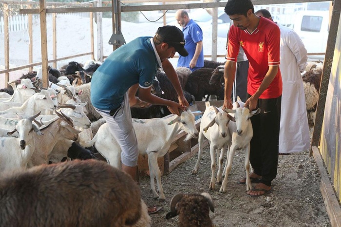 اقتراح نيابي لتخصيص سوق ومزاد "للمواشي" في المحافظة الشمالية