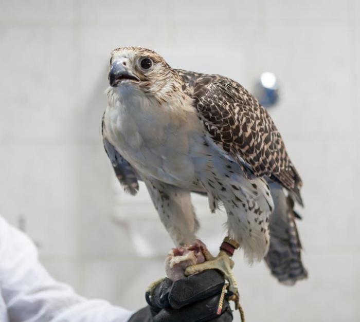 افتتاح اول مستشفى تخصصي للصقور في البحرين