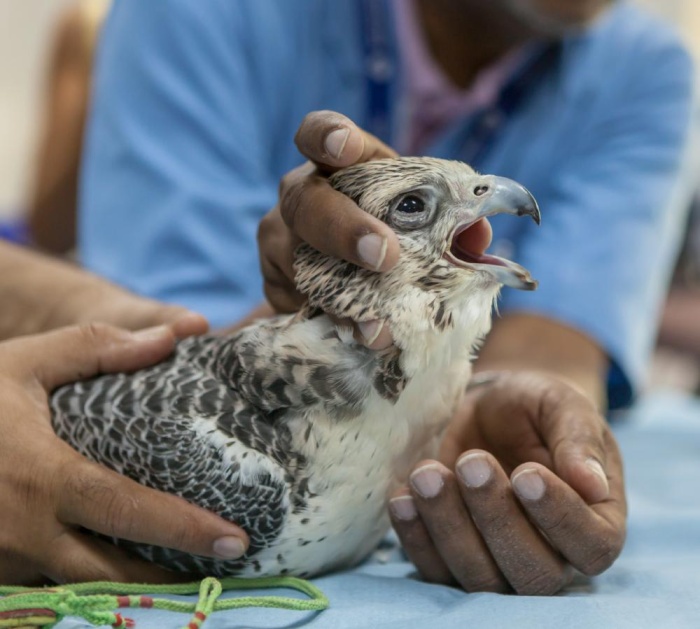 افتتاح اول مستشفى تخصصي للصقور في البحرين