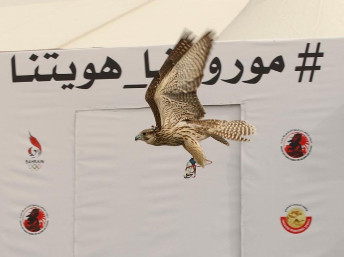 القعود: دعم لامحدود يقدمه خالد بن حمد لمسابقات الصقور
