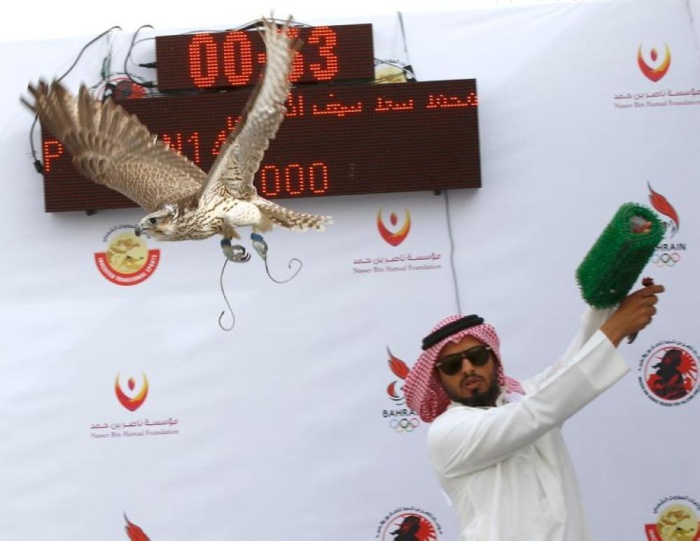 القعود: دعم لامحدود يقدمه خالد بن حمد لمسابقات الصقور