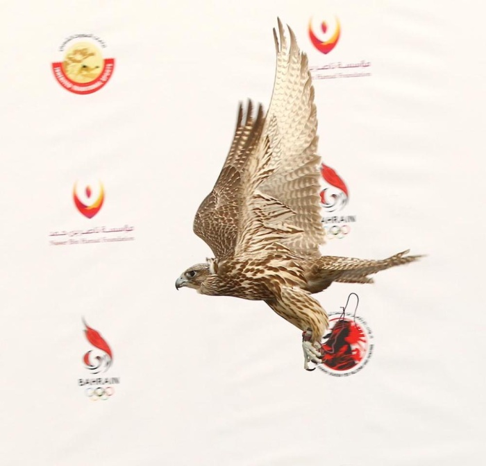 القعود: دعم لامحدود يقدمه خالد بن حمد لمسابقات الصقور