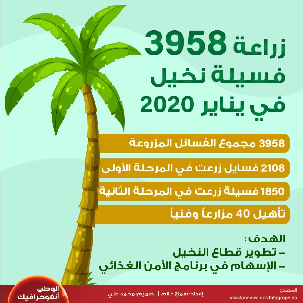 زراعة 3958 فسيلة نخيل في يناير 2020