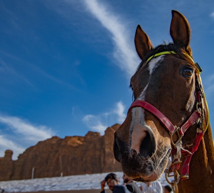 ناصر بن حمد: طابع عالمي لسباق كأس خادم الحرمين الشريفين للقدرة
