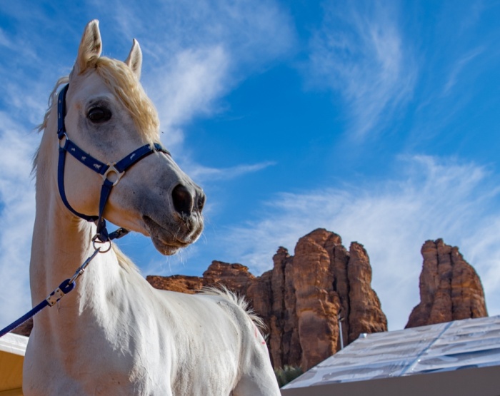 ناصر بن حمد: طابع عالمي لسباق كأس خادم الحرمين الشريفين للقدرة