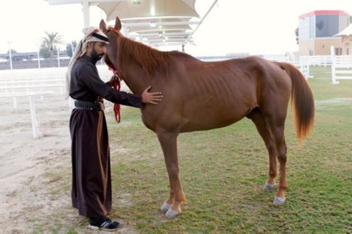 المعمري والنعيمي يتأهلان لنهائي مسابقة فارس الموروث
