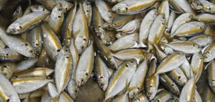 موجة البرد  تقلص معروض الأسماك وترفع الأسعار  50% - صحيفة الوطن