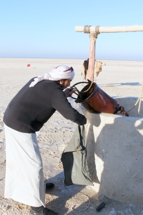 "ثالثة فارس الموروث" تنهي مرحلة الهجن والصقور