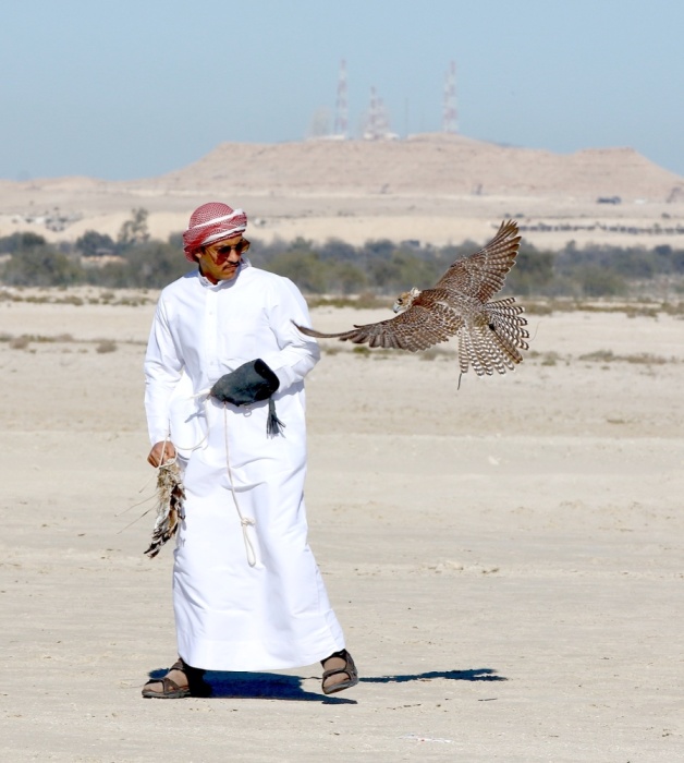 "ثالثة فارس الموروث" تنهي مرحلة الهجن والصقور