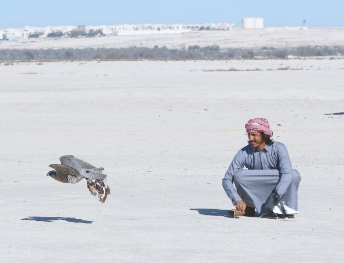 "ثالثة فارس الموروث" تنهي مرحلة الهجن والصقور