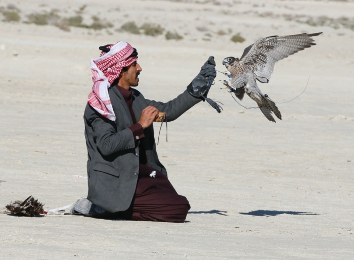 "ثالثة فارس الموروث" تنهي مرحلة الهجن والصقور