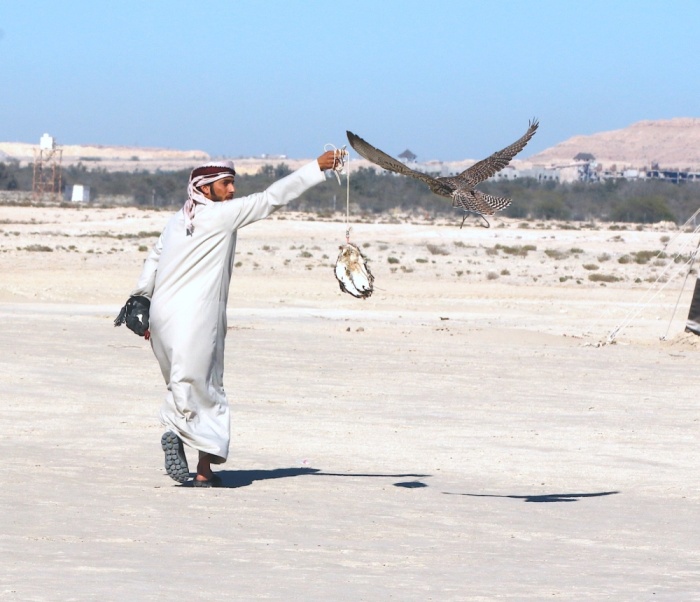 "ثالثة فارس الموروث" تنهي مرحلة الهجن والصقور