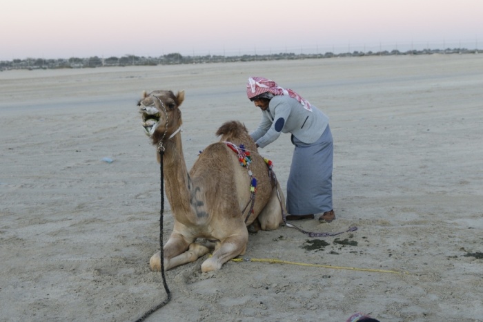 "ثالثة فارس الموروث" تنهي مرحلة الهجن والصقور