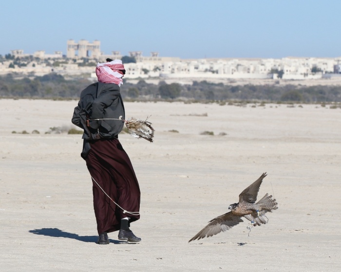 "ثالثة فارس الموروث" تنهي مرحلة الهجن والصقور