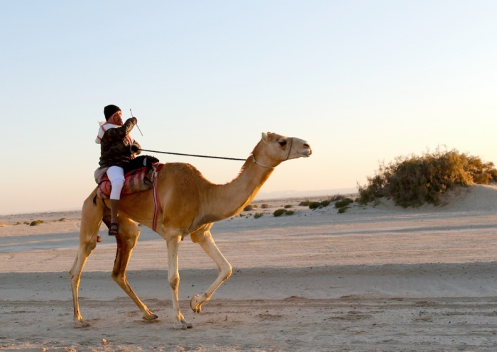 "ثالثة فارس الموروث" تنهي مرحلة الهجن والصقور