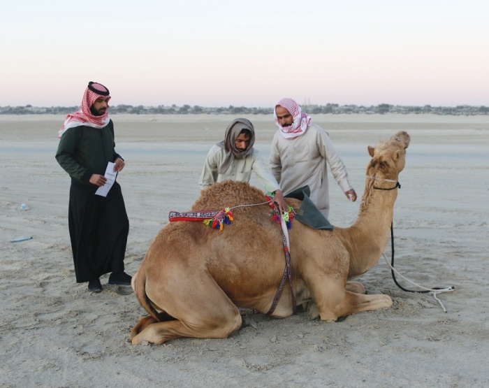 "ثالثة فارس الموروث" تنهي مرحلة الهجن والصقور