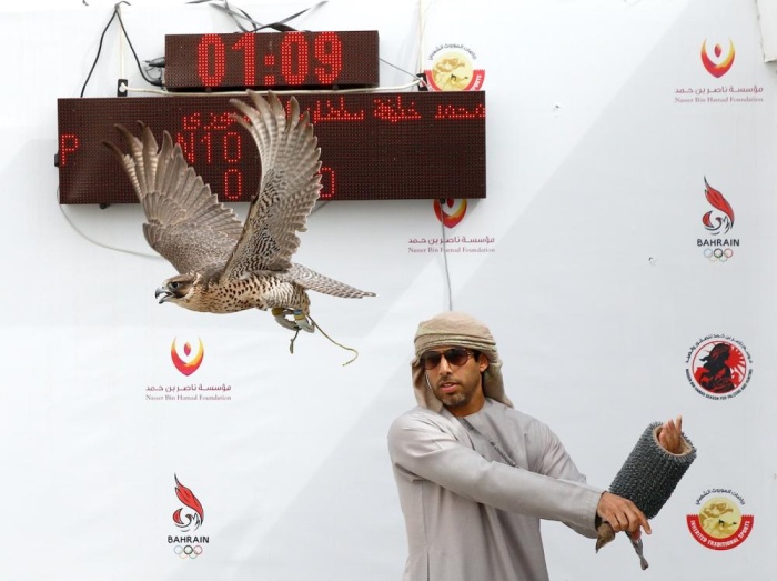 صقارو الإمارات يتألقون في بطولة ناصر بن حمد الدولية