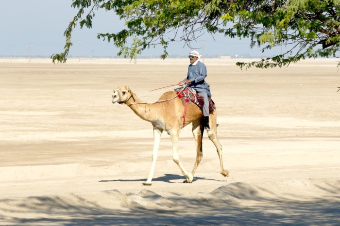 8 متسابقين يقضون 30 ساعة لحصد لقب "فارس الموروث"