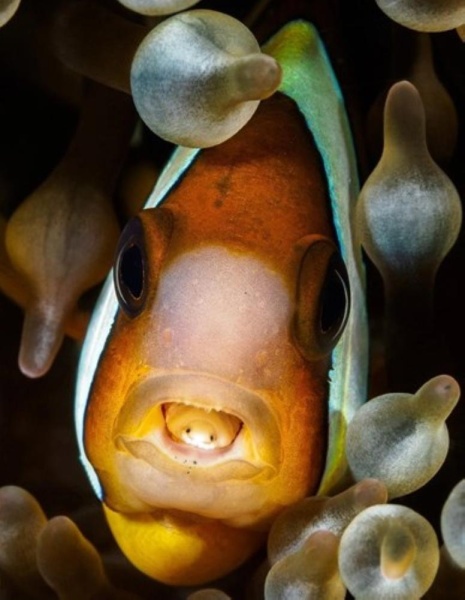 حيوان يلتهم اللسان ويحل محله