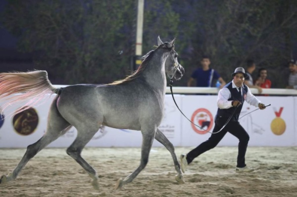 عيسي بن عبدالله يؤكد الاهتمام بمسابقات جمال الخيل العربية