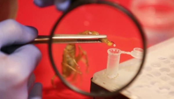 الجرام بـ10 آلاف دولار.. مصري يجني ثروة طائلة من "سموم العقارب"