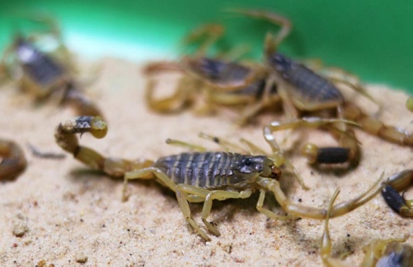 الجرام بـ10 آلاف دولار.. مصري يجني ثروة طائلة من "سموم العقارب"