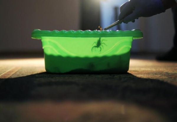 الجرام بـ10 آلاف دولار.. مصري يجني ثروة طائلة من "سموم العقارب"