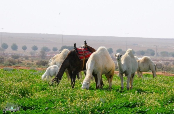 بالصور.. الربيع في نجد العذية