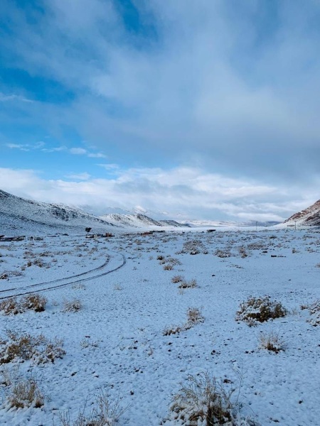 بالصور.. الزائر الأبيض في شمال السعودية