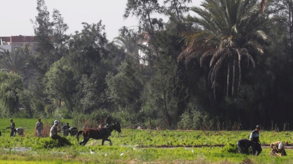 مصر.. ارتفاع حجم الصادرات الزراعية بنحو 5% منذ بداية 2021