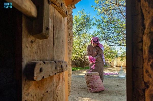 بالصور.. بدء حصاد "الورد" بالطائف السعودية