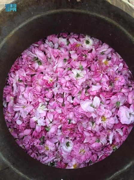 بالصور.. بدء حصاد "الورد" بالطائف السعودية