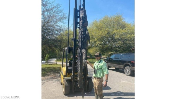 مفاجأة ببطن تمساح عملاق.. فك لغز عمره 24 عاماً