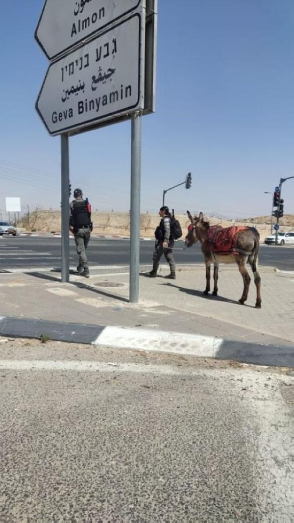 القوات الإسرائيلية «تعتقل» حمارا في جبل المكبر بمدينة القدس