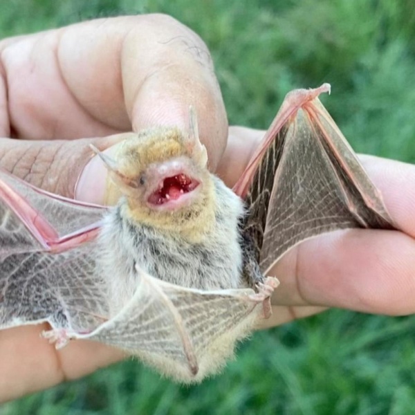 المصور عبدالله حسن يوثق اصطياد &laquo;خفاش&raquo; على &laquo;الإنستغرام&raquo;