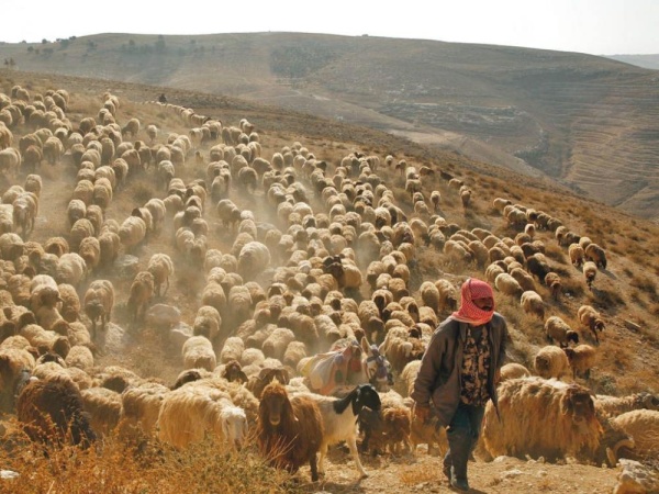 لبنان يتهم الجيش الإسرائيلي بسرقة قطيع ماعز